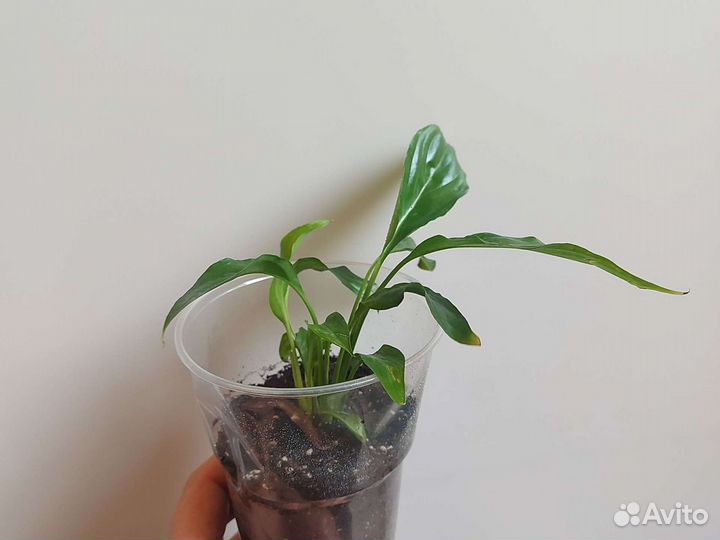 Спатифиллум