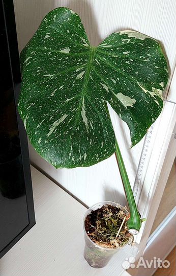 Монстера Тайское созвездие