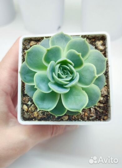 Суккуленты