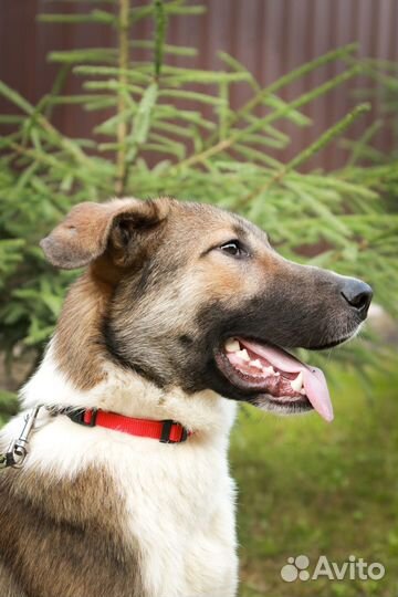 Молодой пёс в дар