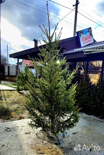 Ель и сосна живая