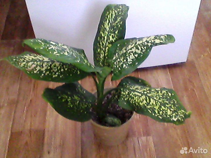 Диффенбахия