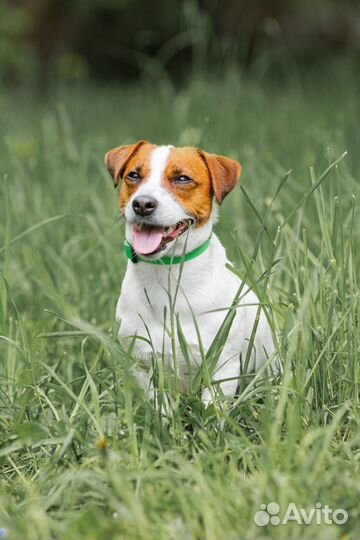 Вязка кобель джек рассел