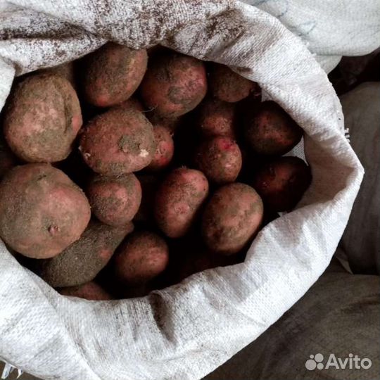 Продам картофель