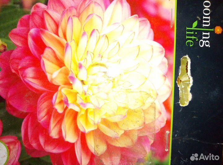 Продам корни георгинов