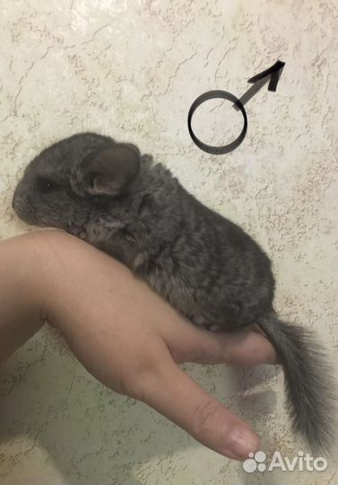 Шиншилла