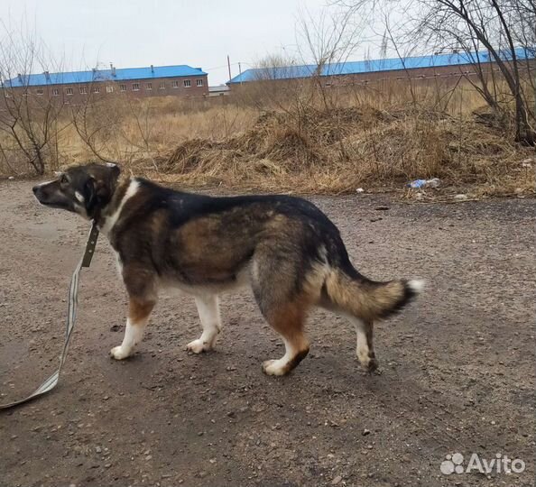 Собака ищет дом