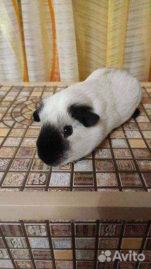 Морские свинки