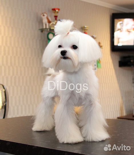 Мальтезе, мальтийская болонка щенки