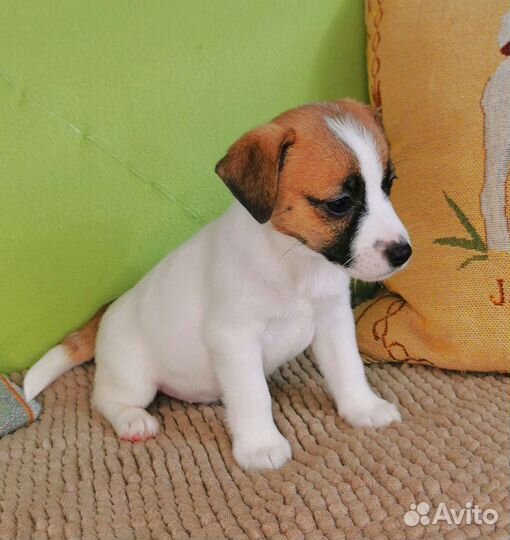 Джек Рассел терьер