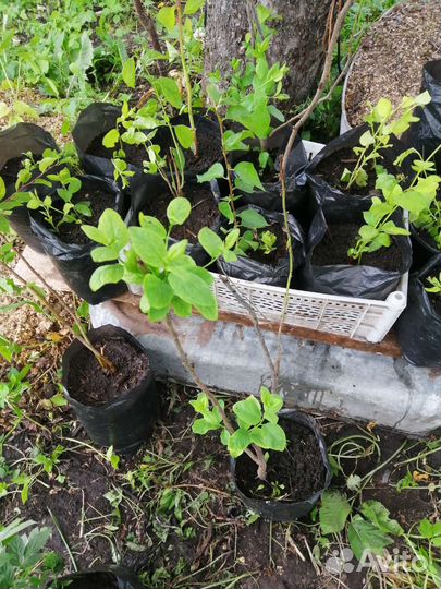 Саженцы сливы