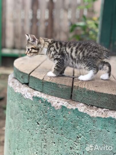 Котята курильского бобтейла