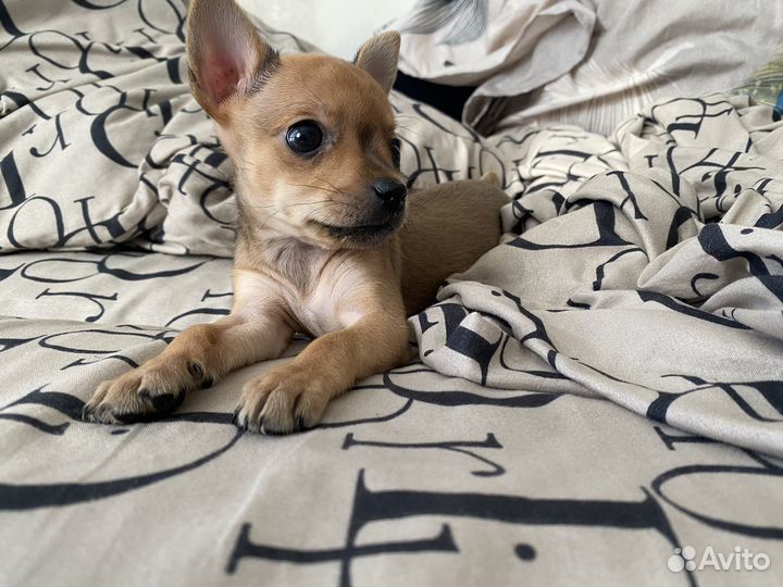 Щенок мини той-терьер (девочка)