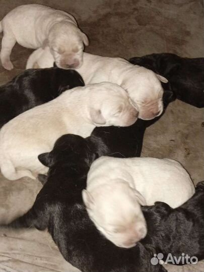 Щенки лабрадора