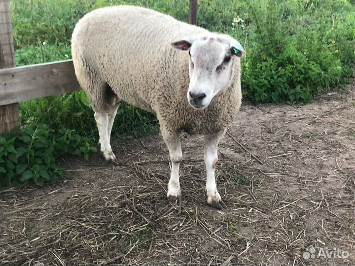 Баран тексель