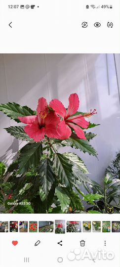 Комнатные растения