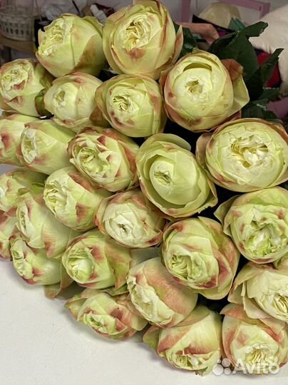 Розы Армавир, пионовидные розы