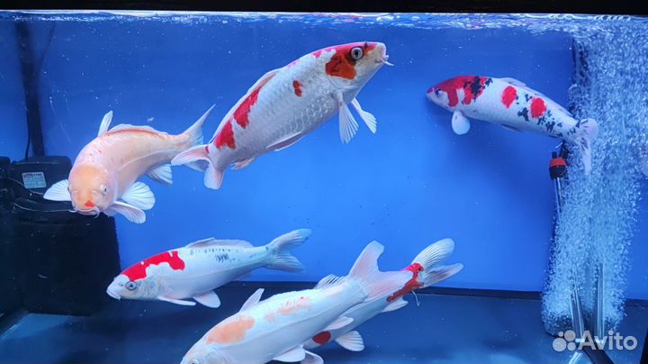 Рыба для пруда с доставкой по Москве и мо