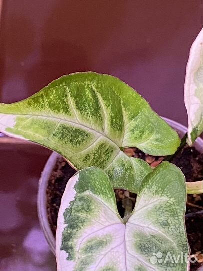 Сингониум Т-25 вариегатный