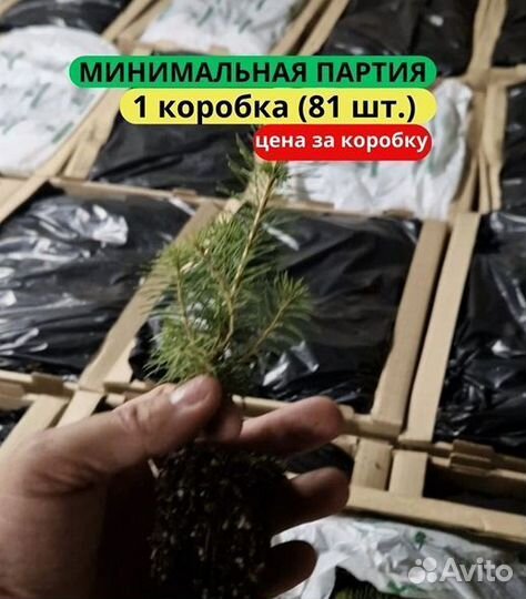 Сеянцы сосны обыкновенной зкс от производителя