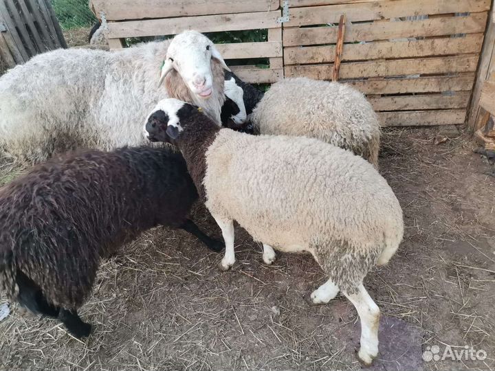 Баран дорпер