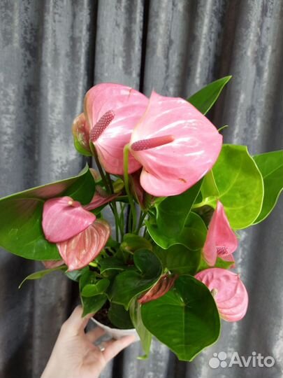 Антуриум Пинк чемпион