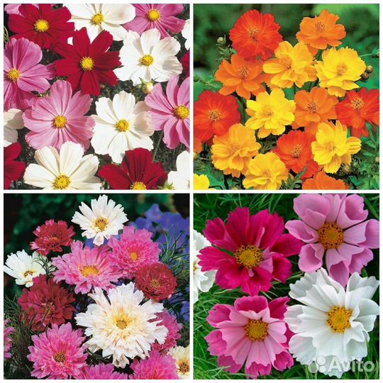 Семена растений для мавританского газона