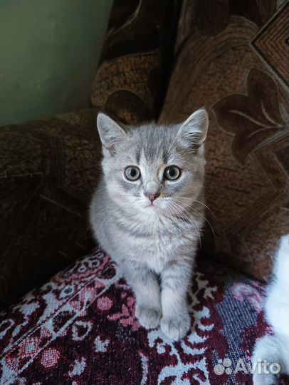 Шотландская шиншилла