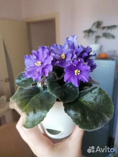 Листочки фиалки