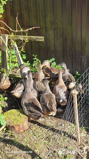 Утята от криковой подсадной утки