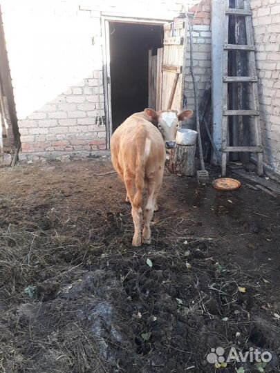 Телочка 7 мес на племя