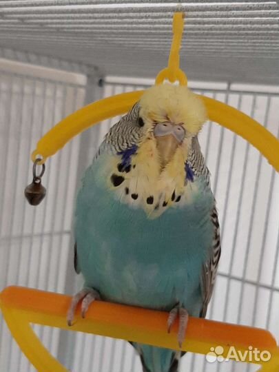 Выставочный Волнистый попугай Чех