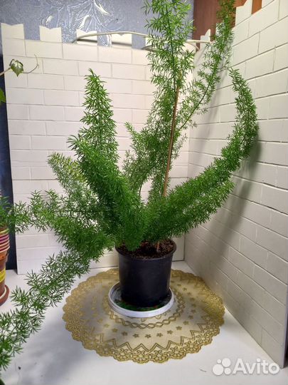 Аспарагус Мейера