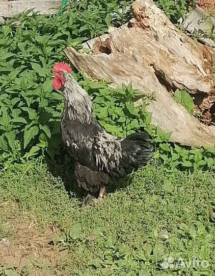 Петухи кучинские юбилейные, мараны и амерауканы