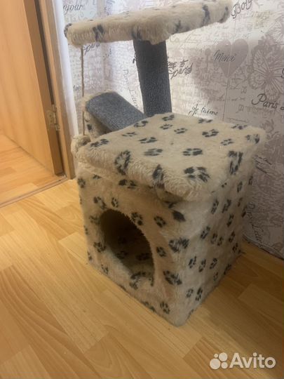 Кошка британка