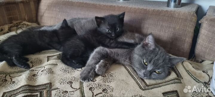 Одам котят в добрые руки