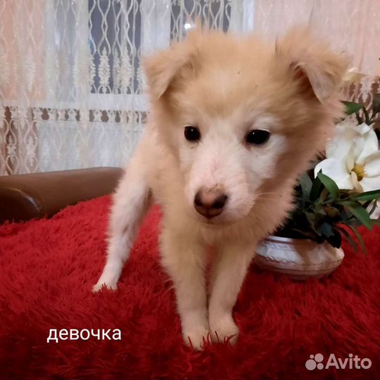 Щенки-метисы в добрые руки