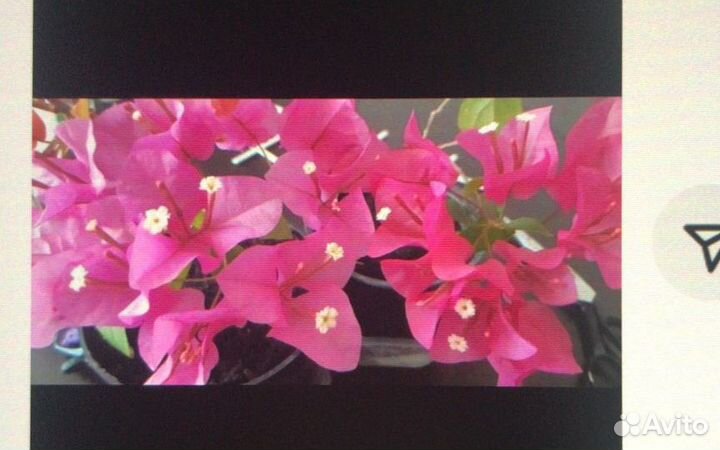 Бугенвиллия розовая штамб