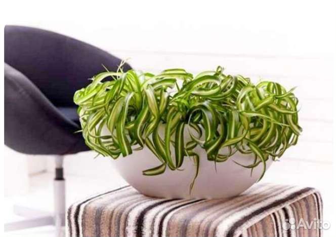 Хлорофитум кучерявый Бонни