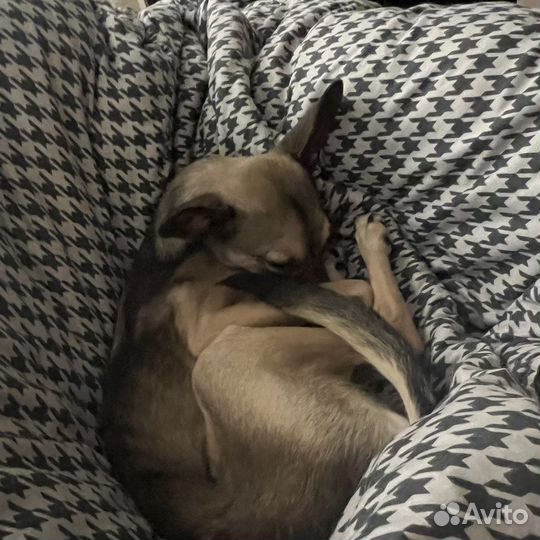 Добрый и отзывчивый пес по кличке 