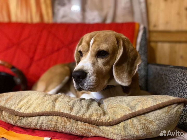 Бигль для вязки