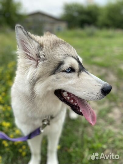 Аляскинский маламут щенки