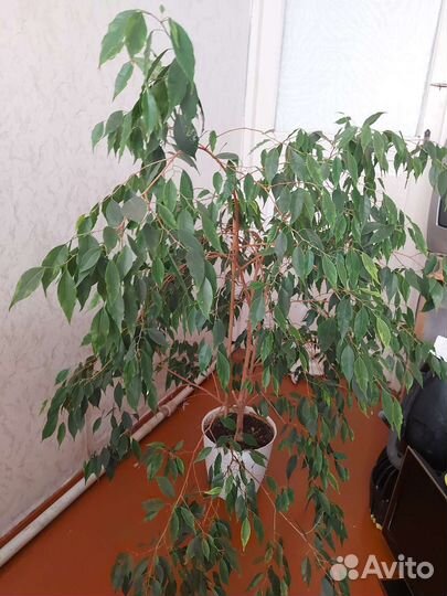 Фикус бенджамина большой