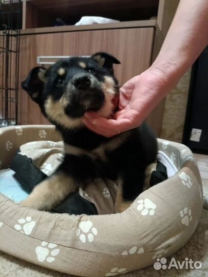 Отдам в добрые руки