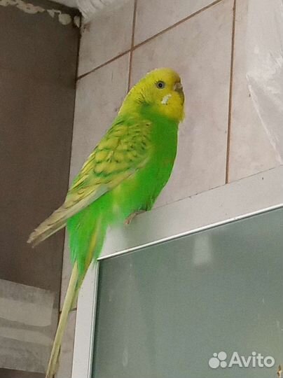 Волнистые попугаи, зрелые, только парами, клетки