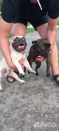 Французский бульдог