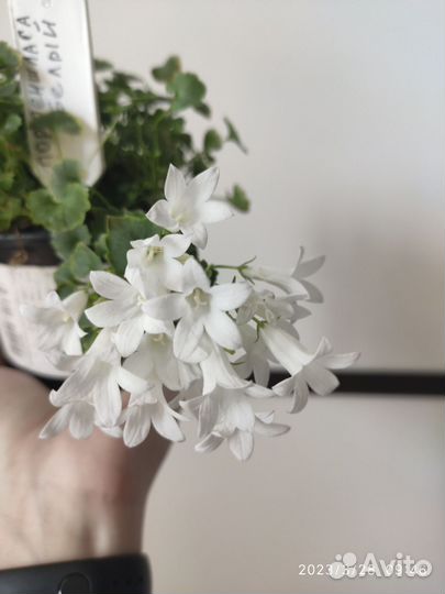 Кампанула жених и невеста