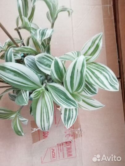 Традесканция крупнолистовая