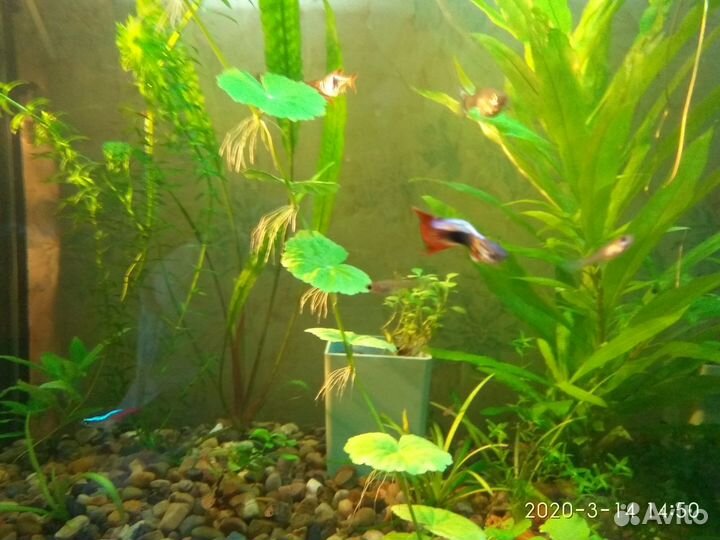 Гуппи и нематода