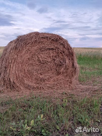 Продам сено в рулонах